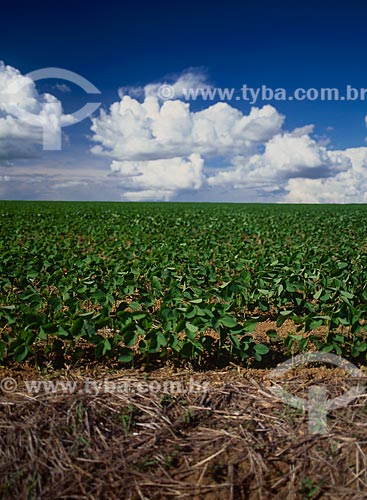  Subject: Plantation of soybeans / Place: Rio Verde city - Goias state (GO) - Brazil / Date: 2010 