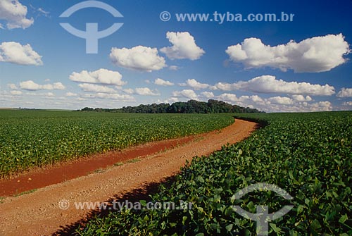  Subject: Plantation of soybeans / Place: Passo Fundo city - Rio Grande do Sul state (RS) - Brazil / Date: 2007 