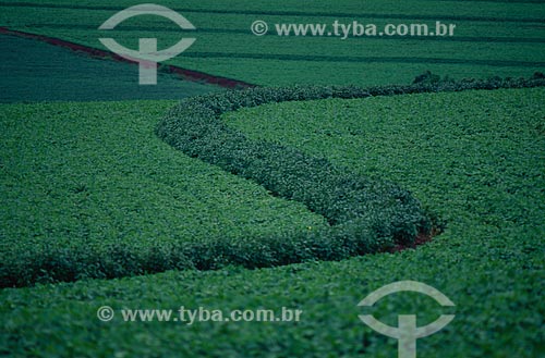  Subject: Plantation of soybeans / Place: Realeza city - Parana state (PR) - Brazil / Date: 2008 