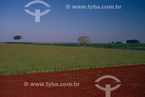  Subject: Plantation of sorghum / Place: Passo Fundo city - Rio Grande do Sul state (RS) - Brazil / Date: 2008 