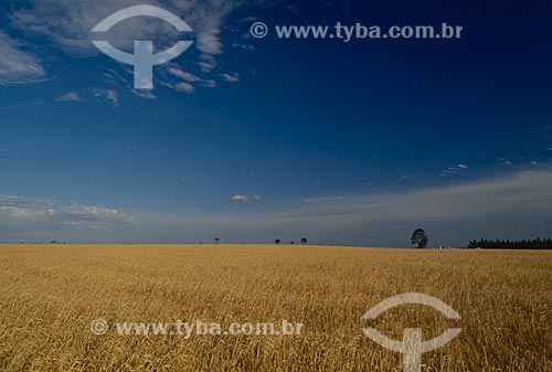  Subject: Plantation of wheat  / Place: Vacaria city - Rio Grande do Sul state (RS) - Brazil / Date: 2008 