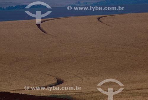  Subject: Plantation of wheat  / Place: Panambi city - Rio Grande do Sul state (RS) - Brazil / Date: 2010 