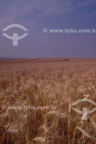  Subject: Plantation of wheat  / Place: Vacaria city - Rio Grande do Sul state (RS) - Brazil / Date: 2008 