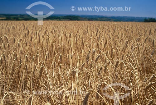  Subject: Plantation of wheat  / Place: Vacaria city - Rio Grande do Sul state (RS) - Brazil / Date: 2008 