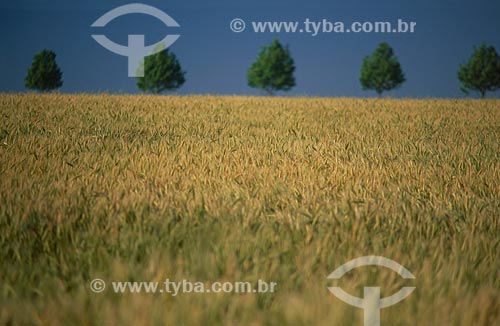  Subject: Plantation of wheat  / Place: Cruz Alta city - Rio Grande do Sul state (RS) - Brazil / Date: 2009 