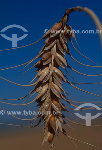  Subject: Branch of wheat / Place: Vacaria city - Rio Grande do Sul state (RS) - Brazil / Date: 2008 