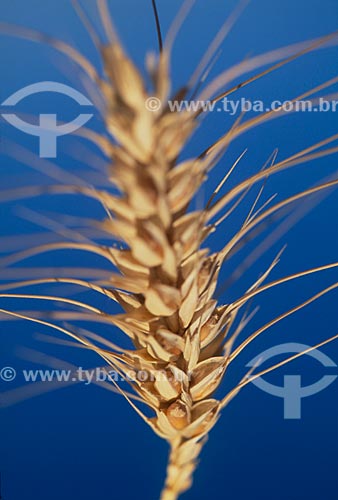  Subject: Branch of wheat / Place: Vacaria city - Rio Grande do Sul state (RS) - Brazil / Date: 2008 