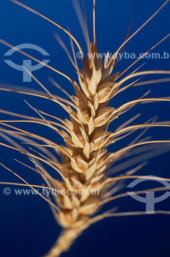  Subject: Branch of wheat / Place: Vacaria city - Rio Grande do Sul state (RS) - Brazil / Date: 2008 