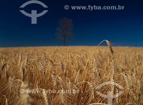  Subject: Plantation of wheat  / Place: Vacaria city - Rio Grande do Sul state (RS) - Brazil / Date: 2008 