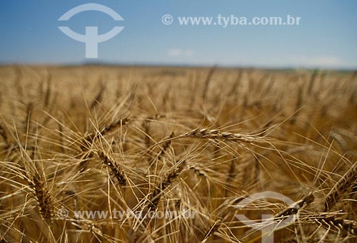  Subject: Plantation of wheat  / Place: Vacaria city - Rio Grande do Sul state (RS) - Brazil / Date: 2008 