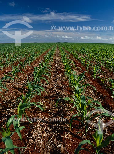  Subject: Plantation of corn  / Place: Barreiras city - Bahia state (BA) - Brazil / Date: 2010 