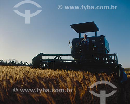  Subject: Wheat harvest / Place: Panambi city - Rio Grande do Sul state (RS) - Brazil / Date: 2006 