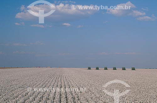  Subject: Cotton harvest / Place: Diamantino city - Mato Grosso state (MT) - Brasil / Date: 2009 