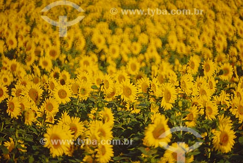  Subject: Planting sunflower / Place: Rio Pardo city - Rio Grande do Sul state (RS) - Brazil / Date: 2010 