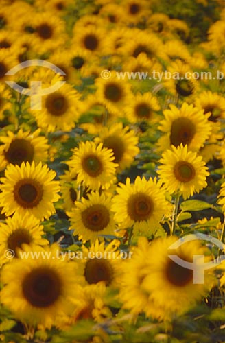  Subject: Planting sunflower / Place: Rio Pardo city - Rio Grande do Sul state (RS) - Brazil / Date: 2010 