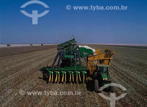  Subject: Cotton harvest / Place: Diamantino city - Mato Grosso state (MT) - Brasil / Date: 2010 
