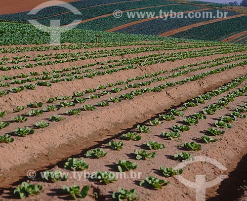  Subject: Planting of lettuce / Place: Mogi das Cruzes city - Sao Paulo state (SP) - Brazil / Date: 2010 