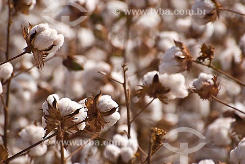  Subject: Planting of cotton / Place: Costa Rica city - Mato Grosso do Sul state (MS) - Brazil  / Date: 2010 