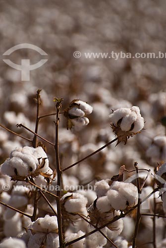  Subject: Planting of cotton / Place: Costa Rica city - Mato Grosso do Sul state (MS) - Brazil  / Date: 2010 