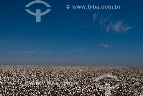  Subject: Planting of cotton / Place: Costa Rica city - Mato Grosso do Sul state (MS) - Brazil  / Date: 2010 