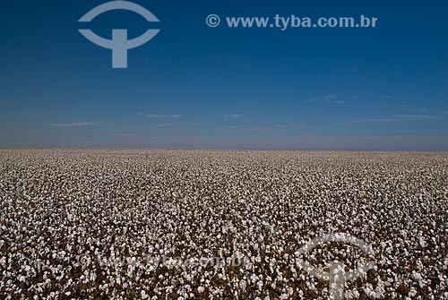  Subject: Planting of cotton / Place: Costa Rica city - Mato Grosso do Sul state (MS) - Brazil  / Date: 2010 