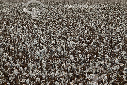  Subject: Planting of cotton / Place: Costa Rica city - Mato Grosso do Sul state (MS) - Brazil  / Date: 2010 