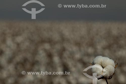  Subject: Planting of cotton / Place: Costa Rica city - Mato Grosso do Sul state (MS) - Brazil  / Date: 2010 