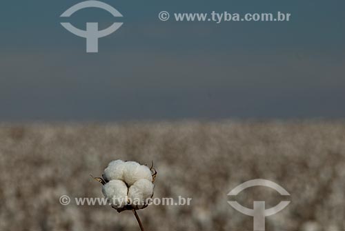  Subject: Planting of cotton / Place: Costa Rica city - Mato Grosso do Sul state (MS) - Brazil  / Date: 2010 