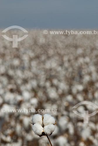  Subject: Planting of cotton / Place: Costa Rica city - Mato Grosso do Sul state (MS) - Brazil  / Date: 2010 