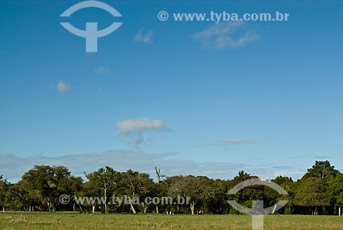  Subject: Coastal vegetation / Place: Tramandai city - Rio Grande do Sul state (RS) - Brazil / Date: 09/2009 