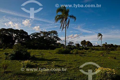  Subject: Coastal vegetation / Place: Tramandai city - Rio Grande do Sul state (RS) - Brazil / Date: 09/2009 