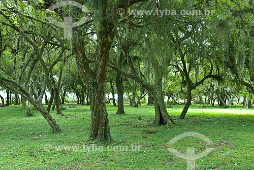  Subject: Coastal vegetation / Place: Tramandai city - Rio Grande do Sul state (RS) - Brazil / Date: 10/2009 