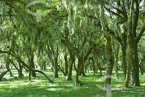  Subject: Coastal vegetation / Place: Tramandai city - Rio Grande do Sul state (RS) - Brazil / Date: 10/2009 