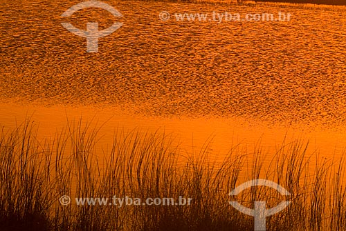  Subject: Custodia lagoon - Bogs in the North Coast (permanently or temporarily flooded areas)  / Place: Tramandai city - Rio Grande do Sul state (RS) - Brazil / Date: 10/2009 