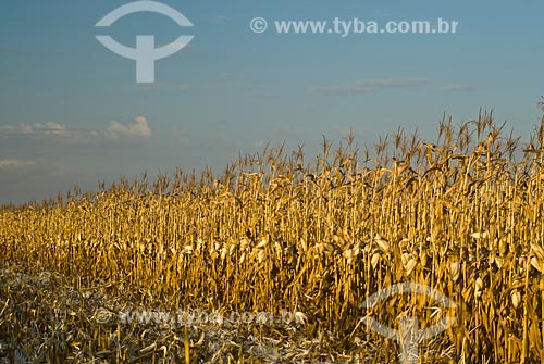  Subject: Corn plantation in Planalto farm / Place: Costa Rica city - Mato Grosso do Sul state (MS) - Brazil  / Date: 07/2010 