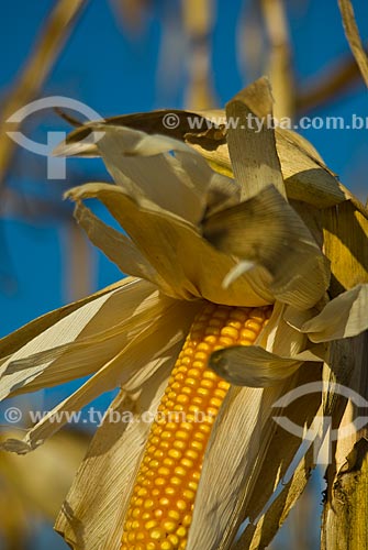  Subject: Corn plantation in Planalto farm / Place: Costa Rica city - Mato Grosso do Sul state (MS) - Brazil  / Date: 07/2010 