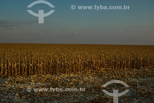  Subject: Corn plantation in Planalto farm / Place: Costa Rica city - Mato Grosso do Sul state (MS) - Brazil  / Date: 07/2010 