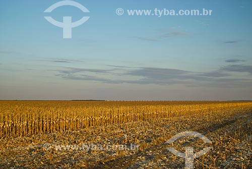  Subject: Corn plantation in Planalto farm / Place: Costa Rica city - Mato Grosso do Sul state (MS) - Brazil  / Date: 07/2010 