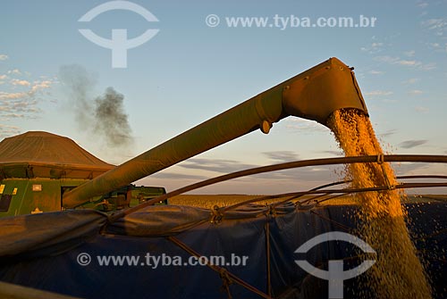  Subject: Unloading corn / Place: Costa Rica city - Mato Grosso do Sul state (MS) - Brazil  / Date: 07/2010 