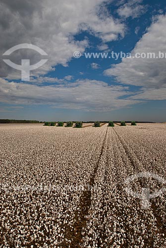  Subject: Cotton harvest in Planalto Farm / Place: Diamantino city  -  Mato Grosso state  ( MT )   -  Brasil / Date: 07/2010 