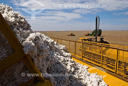  Subject: Cotton harvest in Planalto Farm / Place: Costa Rica city - Mato Grosso do Sul state (MS) - Brazil  / Date: 07/2010 