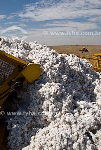  Subject: Cotton harvest in Planalto Farm / Place: Costa Rica city - Mato Grosso do Sul state (MS) - Brazil  / Date: 07/2010 