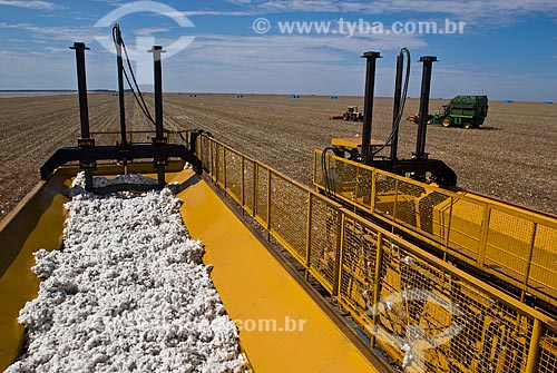  Subject: Cotton harvest in Planalto Farm / Place: Costa Rica city - Mato Grosso do Sul state (MS) - Brazil  / Date: 07/2010 