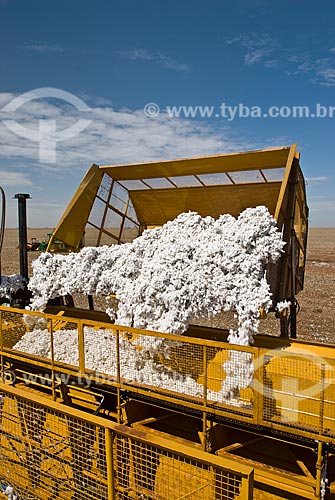  Subject: Cotton harvest in Planalto Farm / Place: Costa Rica city - Mato Grosso do Sul state (MS) - Brazil  / Date: 07/2010 