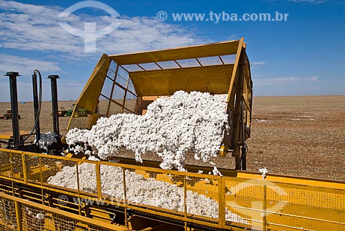  Subject: Cotton harvest in Planalto Farm / Place: Costa Rica city - Mato Grosso do Sul state (MS) - Brazil  / Date: 07/2010 