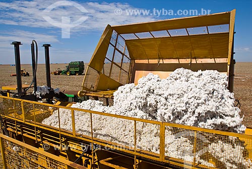  Subject: Cotton harvest in Planalto Farm / Place: Costa Rica city - Mato Grosso do Sul state (MS) - Brazil  / Date: 07/2010 
