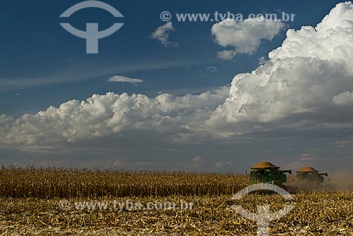  Subject: Corn harvest / Place: Costa Rica city - Mato Grosso do Sul state (MS) - Brazil  / Date: 07/2010 