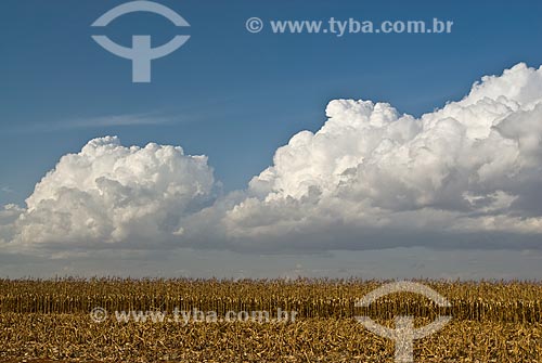  Subject: Corn plantation in Planalto farm / Place: Costa Rica city - Mato Grosso do Sul state (MS) - Brazil  / Date: 07/2010 