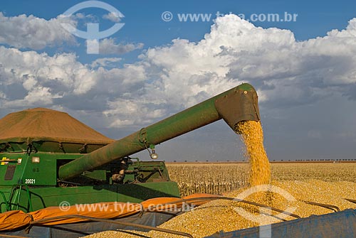  Subject: Unloading corn / Place: Costa Rica city - Mato Grosso do Sul state (MS) - Brazil  / Date: 07/2010 