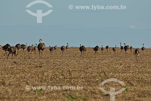  Subject: Emus in plantation of soybeans / Place: Baus district - Costa Rica city - Mato Grosso do Sul state (MS) - Brazil / Date: 02/2010 